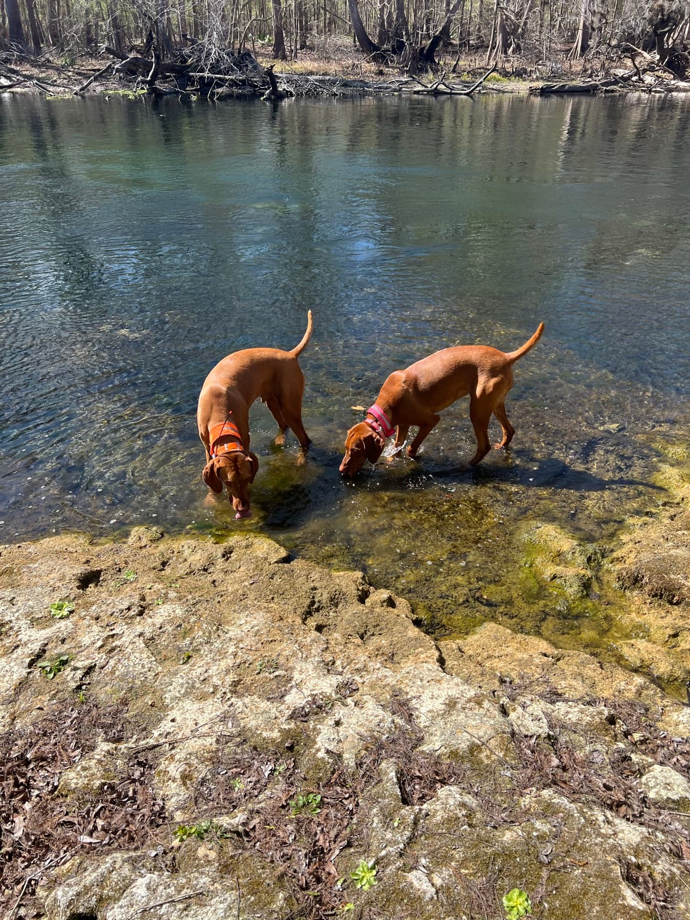 Barley and Indi working together along the edge of clear water.
