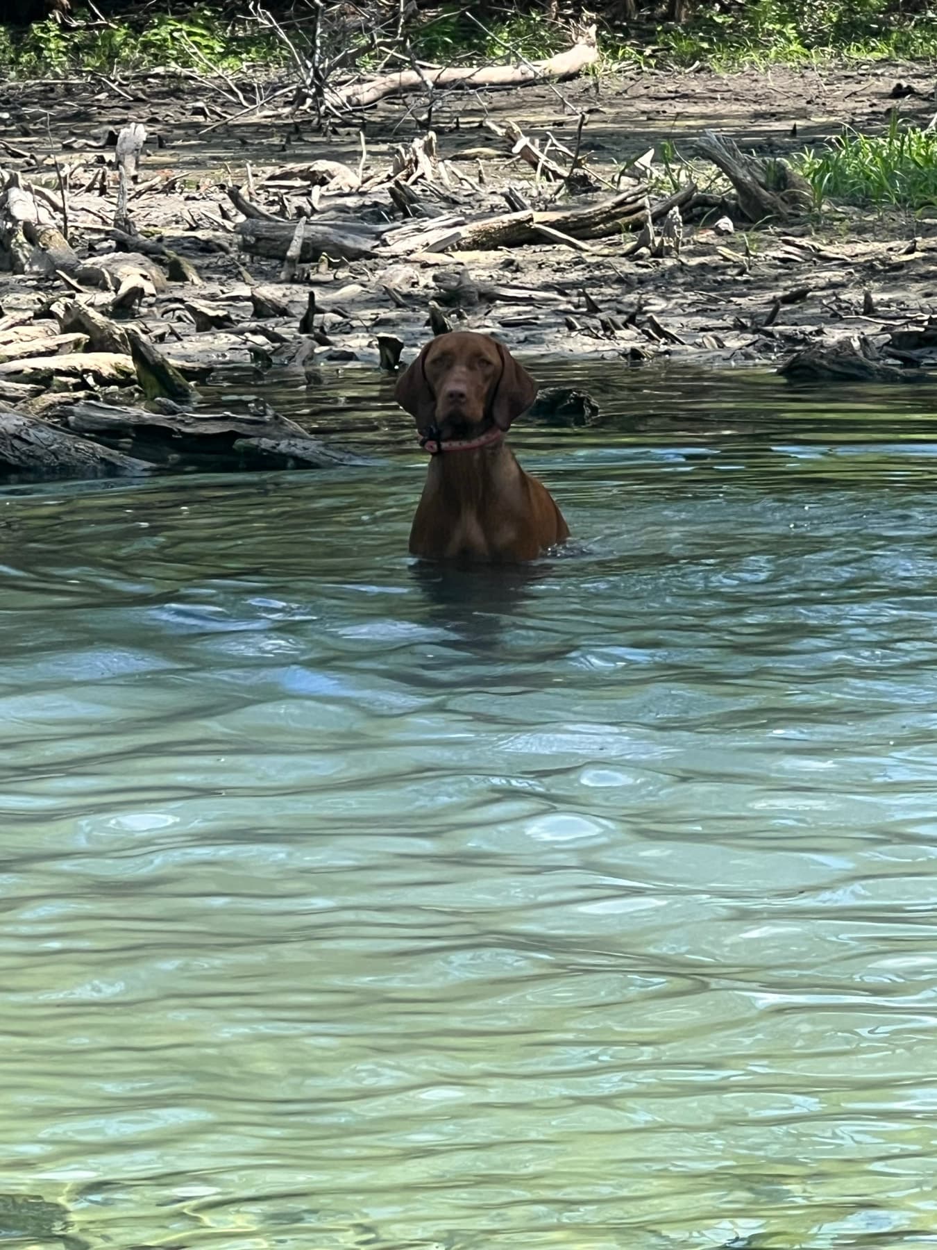 Indi, a certified cadaver Vizsla, standing alert in clear water during shoreline work.